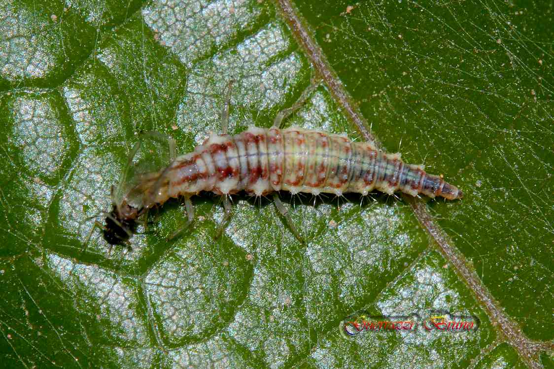 Larva con preda - Chrysoperla sp.