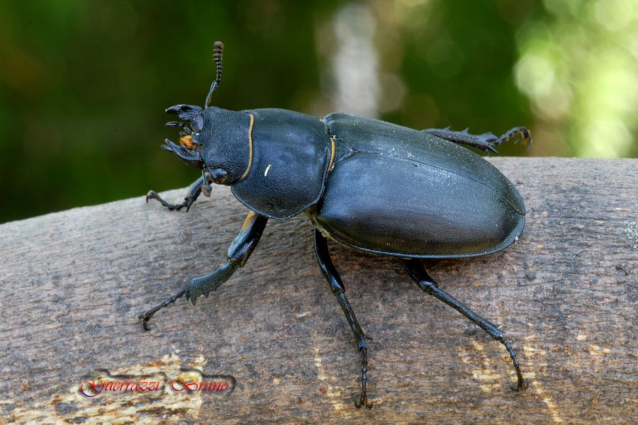 Lucanus Cervus, femmina.
