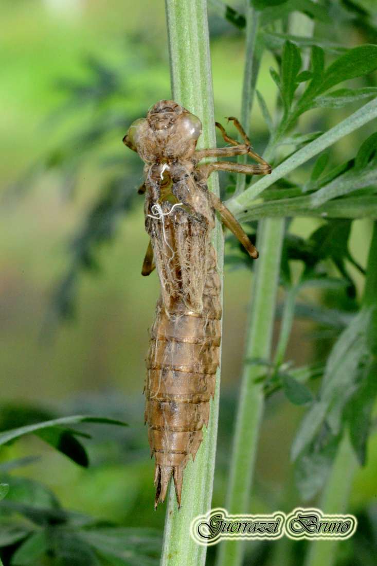 Id esoscheletro... exuvia di Aeshna cyanea