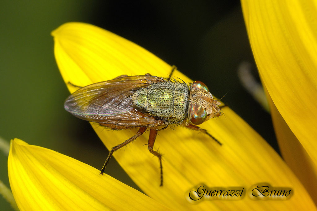 Calliphoridae Rhiniinae: Rhyncomya cf. impavida