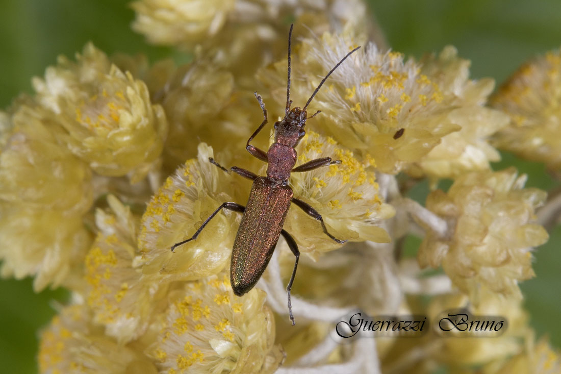 Chrysanthia viridissima (Oedemeridae) di colore insolito