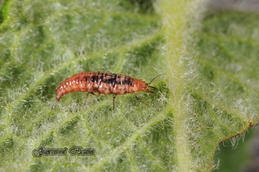 larva di Hemerobiidae