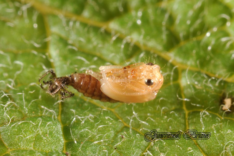 larva di Hemerobiidae