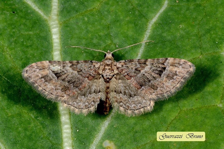 ID falena