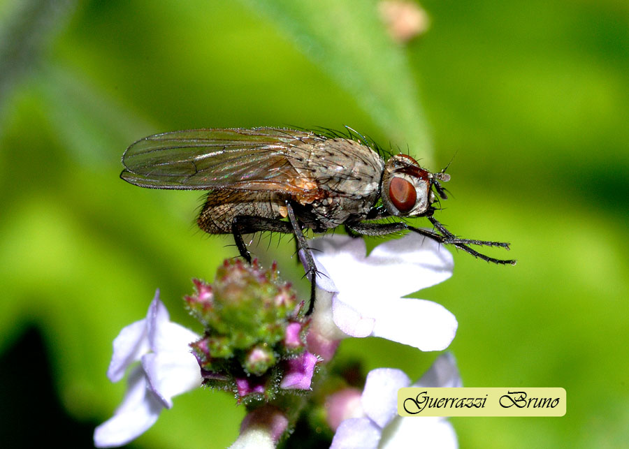 Leucophora sp. (Anthomyiidae).