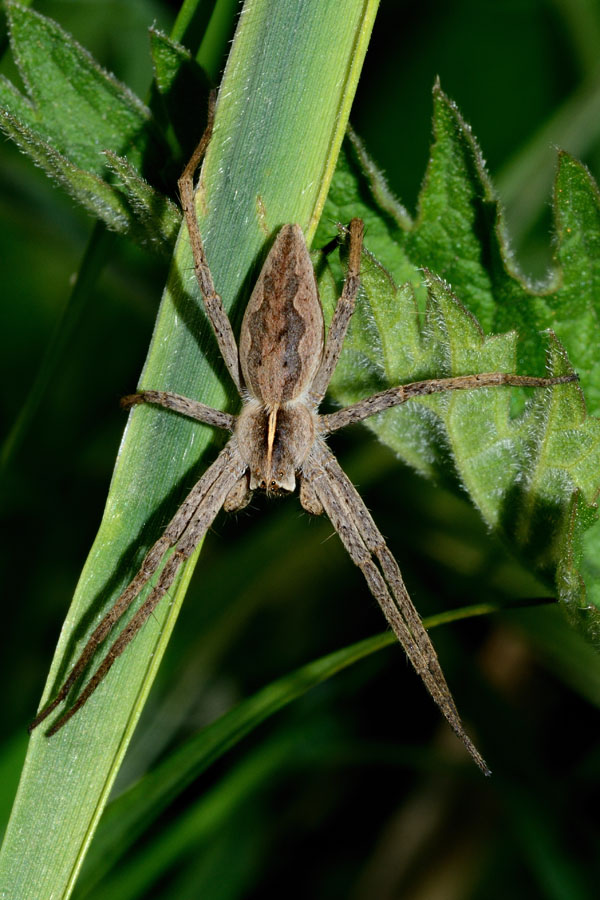 Pisaura sp.