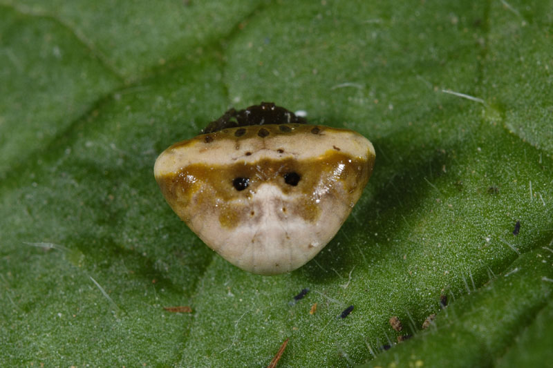 Cyrtarachne ixoides