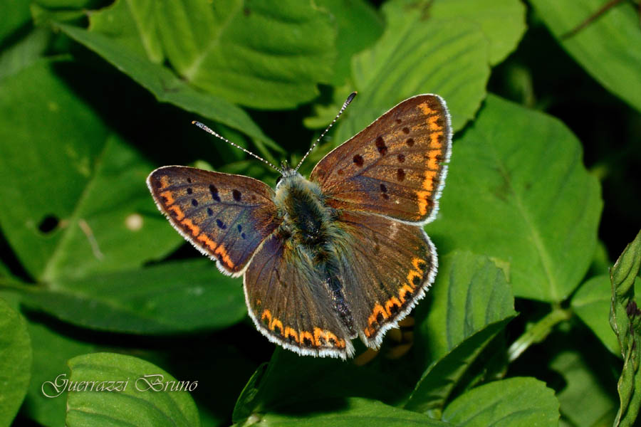 Lycaena da identificare