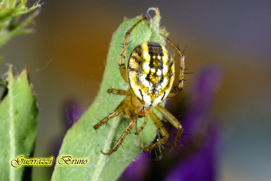 Mangora acalypha