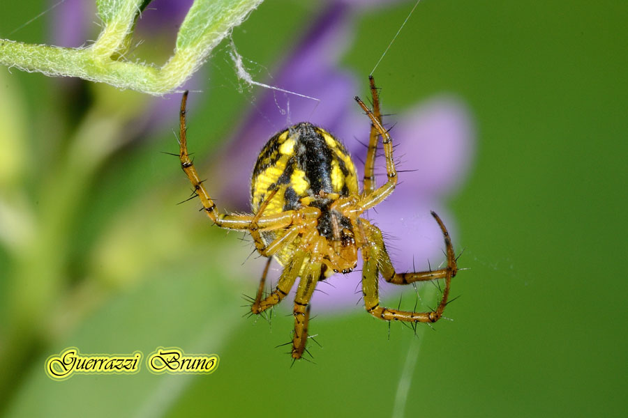 Mangora acalypha