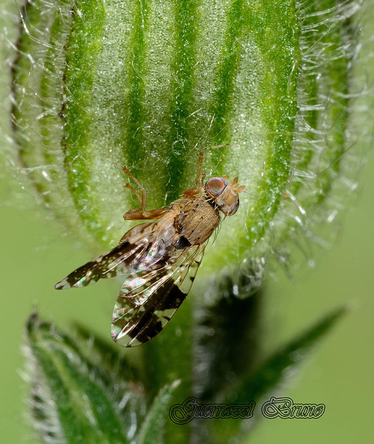 ID dittero
