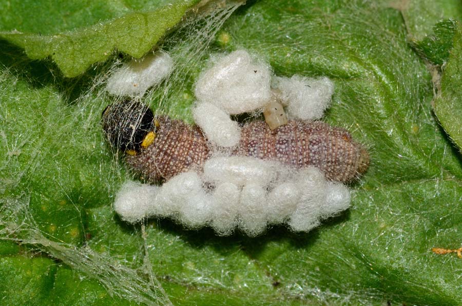 Identificazione bruchi