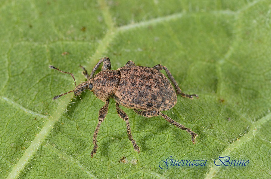 ID Curculionide con larva
