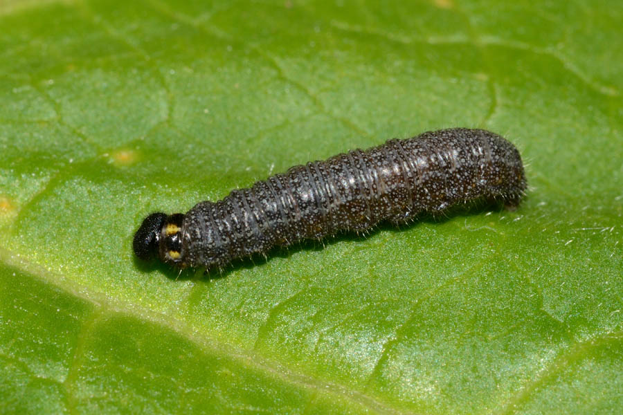 Identificazione bruchi