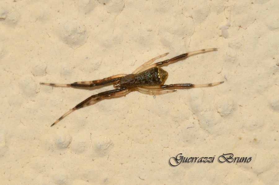 Episinus truncatus
