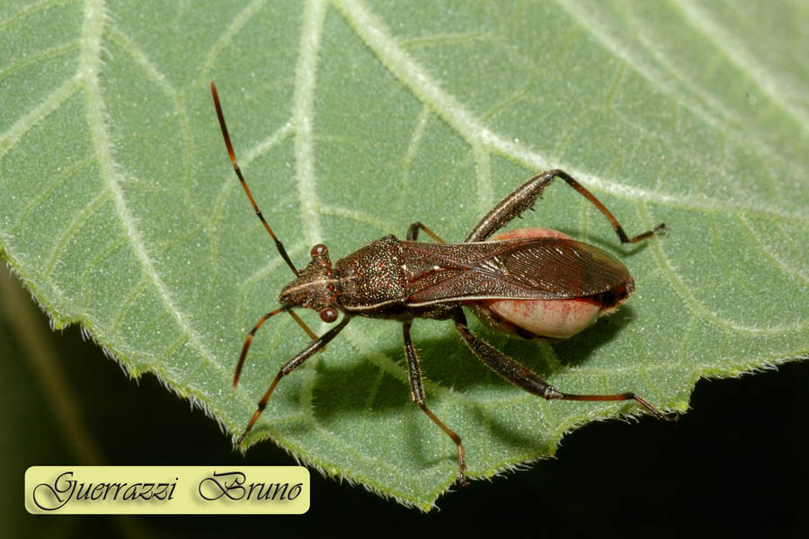 Alydidae: Camptopus lateralis femmina della Toscana (PI)