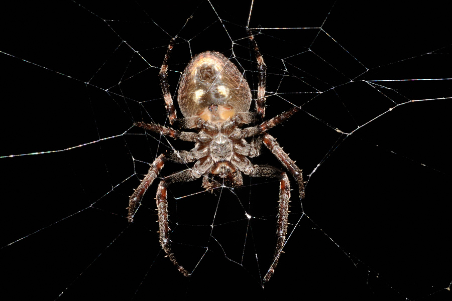 Nuctenea umbratica