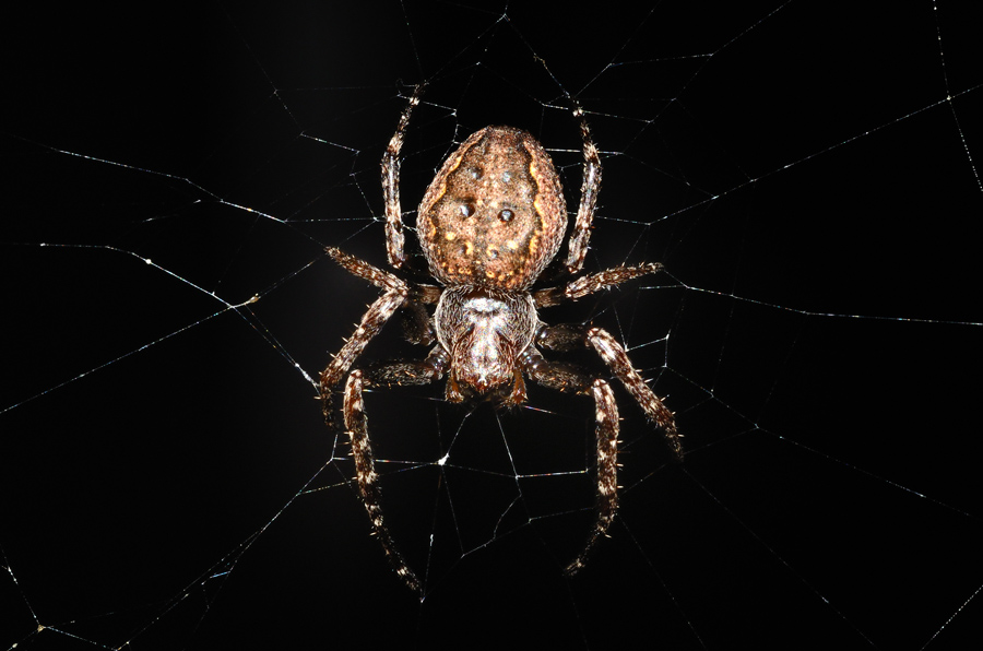 Nuctenea umbratica