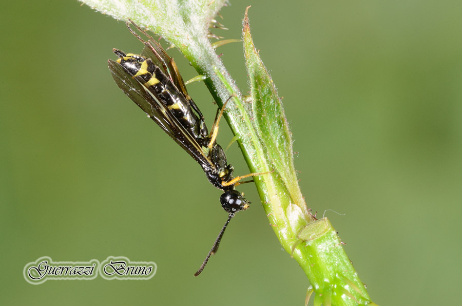 Cephus sp. (Cephidae)