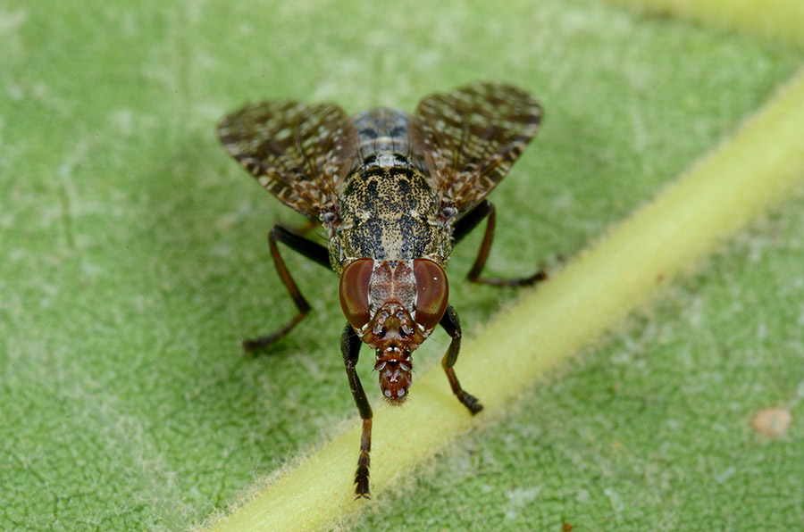 Platistoma sp.