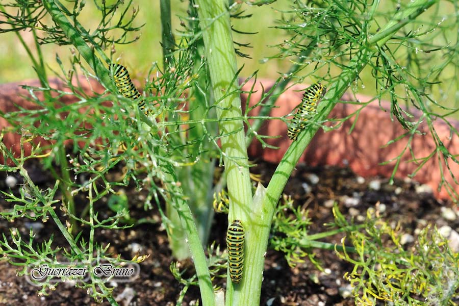 Papilio machaon