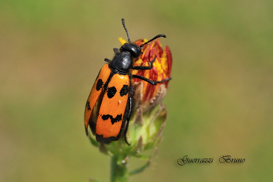 Mylabris quadripunctata?