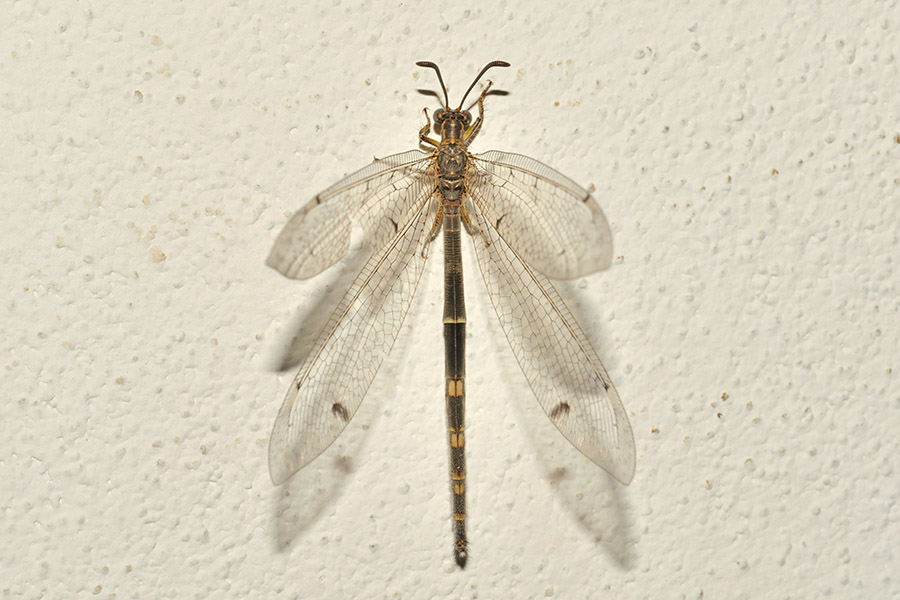 Distoleon tetragrammicus