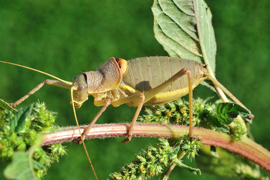 Ephippiger perforatus