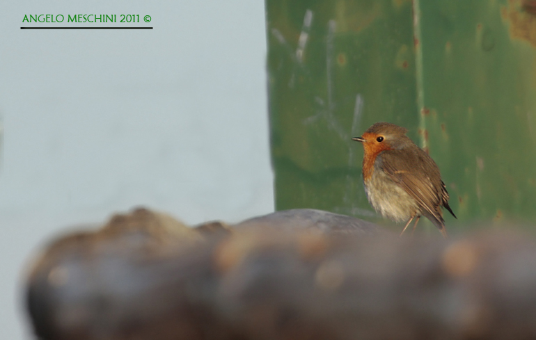 Un pettirosso