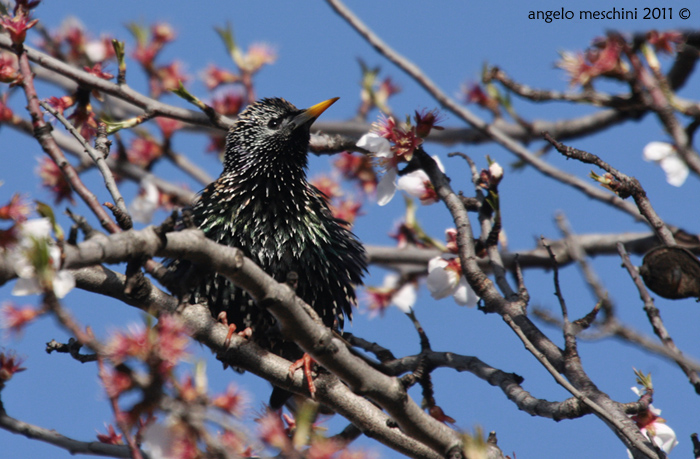 Storno in fiore