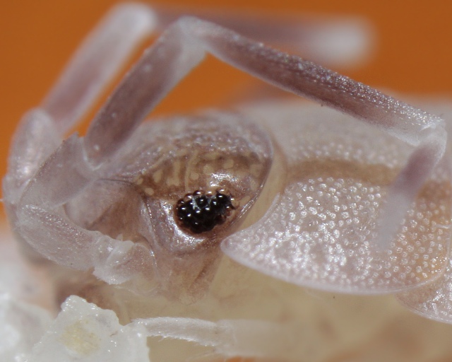Porcellionides sp.