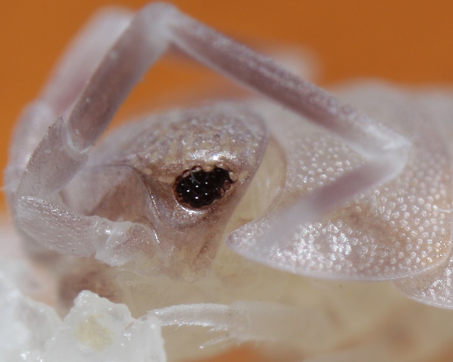 Porcellionides sp.