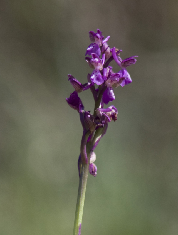 Orchidea??