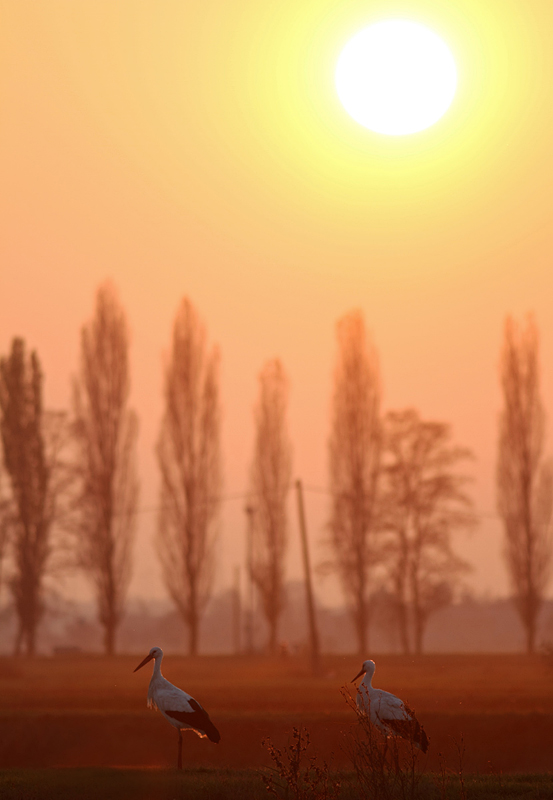 Cicogne al tramonto