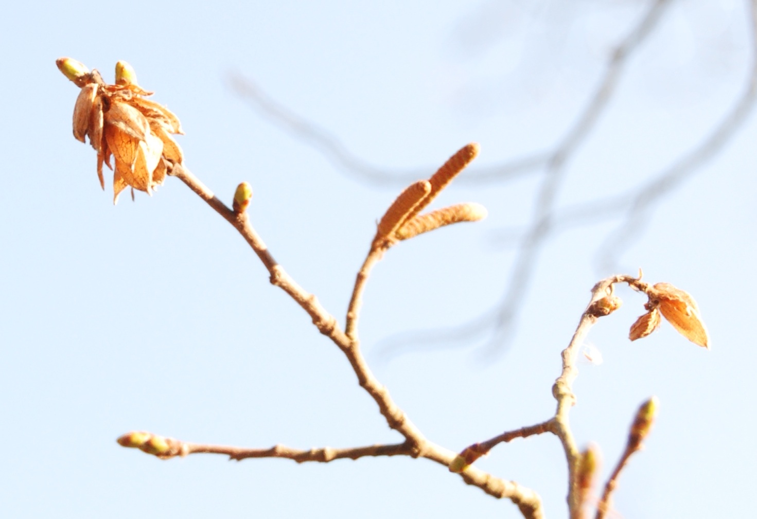 Ostrya carpinifolia