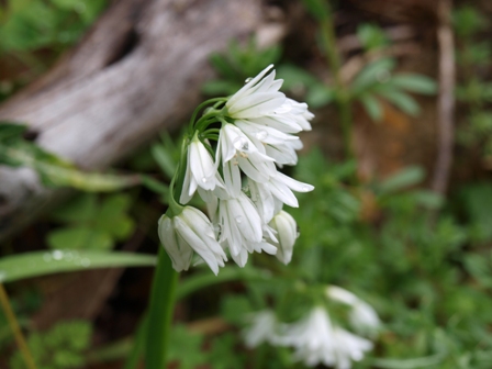 Allium triquetrum