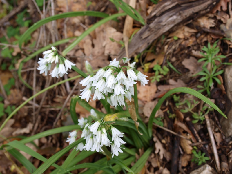 Allium triquetrum