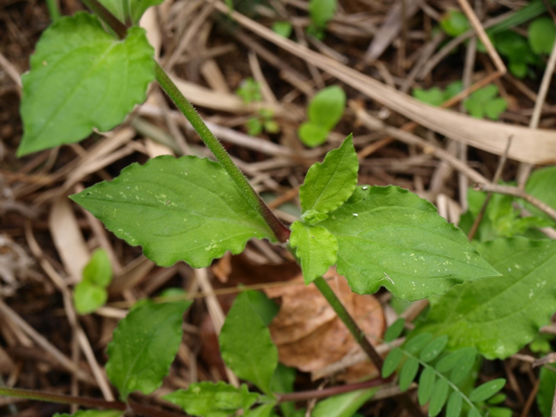 Silene latifolia