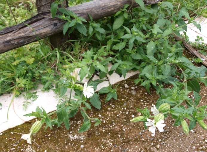 Silene latifolia