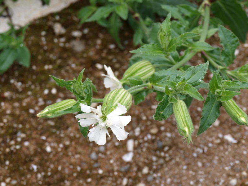 Silene latifolia