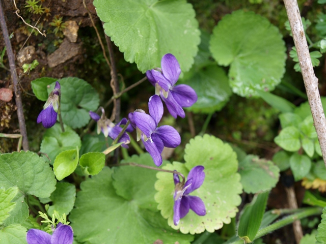 Viola sp.