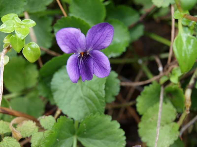 Viola sp.