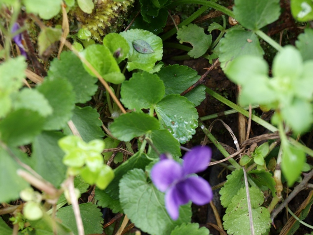 Viola sp.