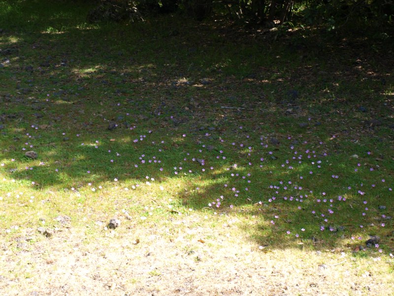 Romulea bulbocodium