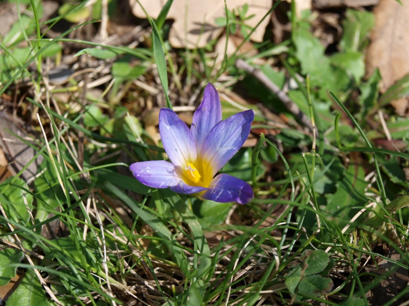 Romulea bulbocodium