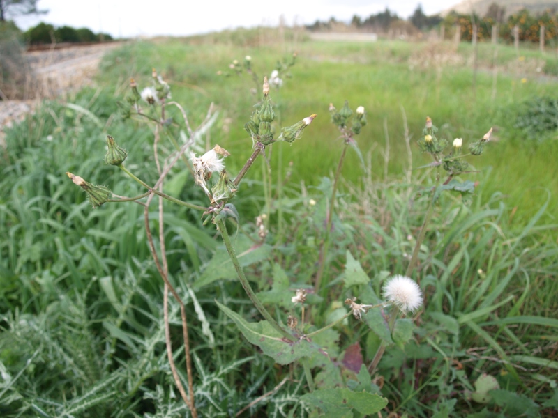 Sonchus oleraceus