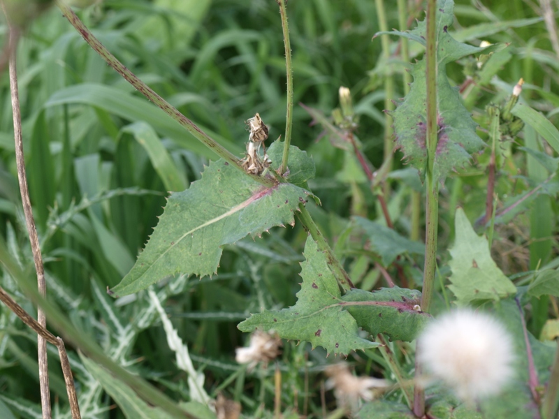 Sonchus oleraceus