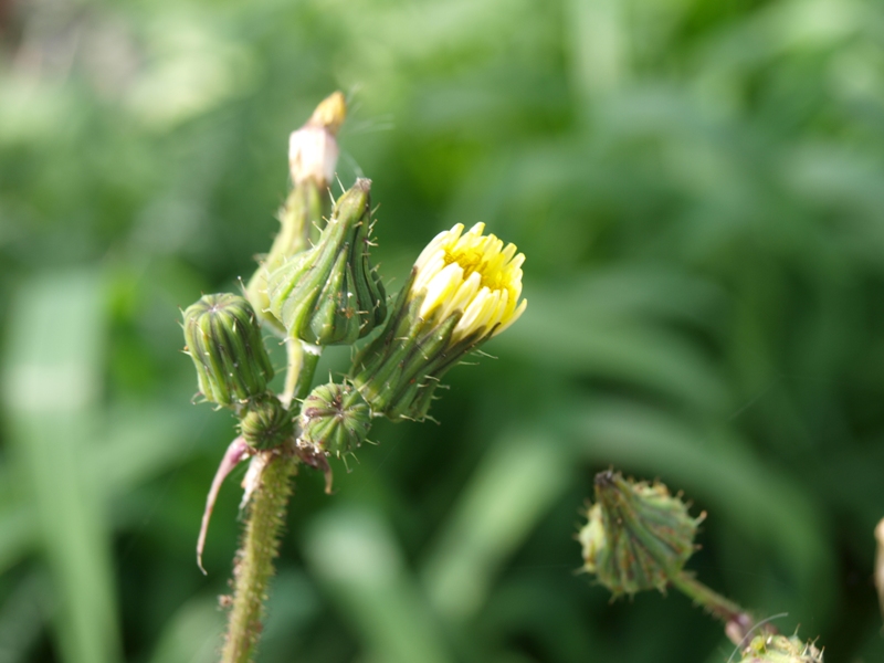 Sonchus oleraceus