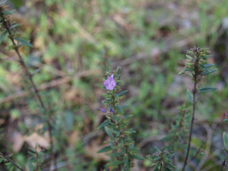 Micromeria graeca