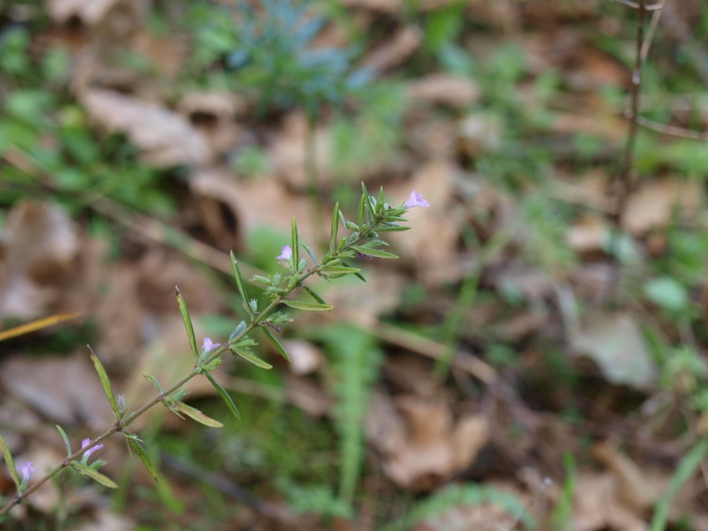 Micromeria graeca